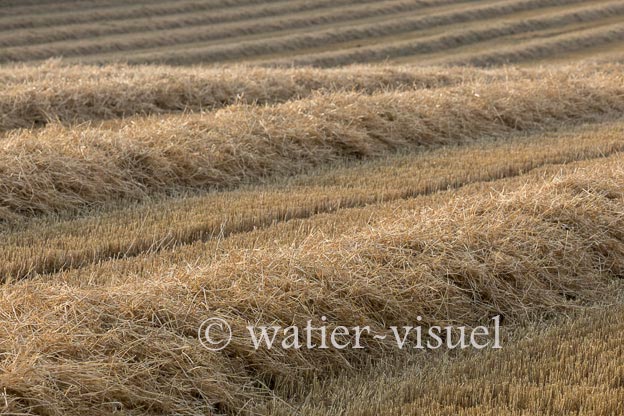 1194D064