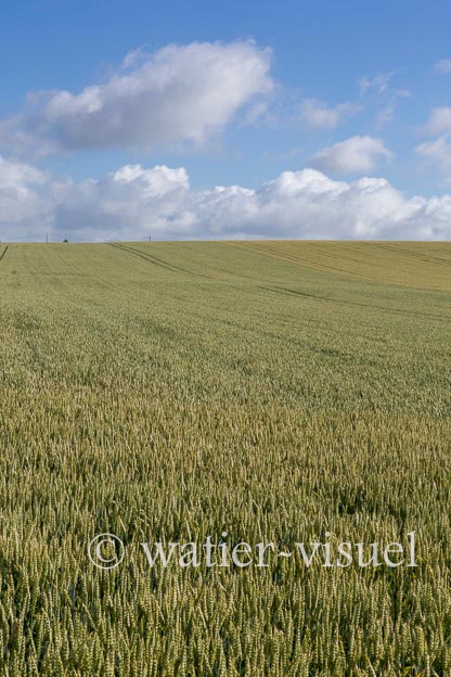 1231D066