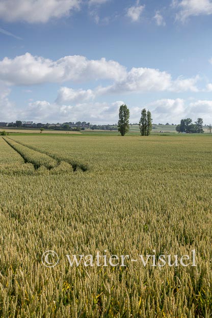1231D077