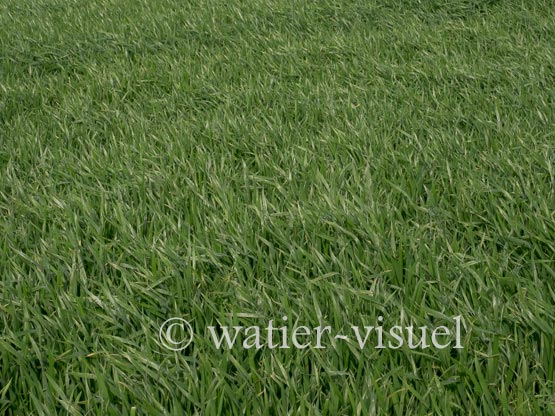 1235D271