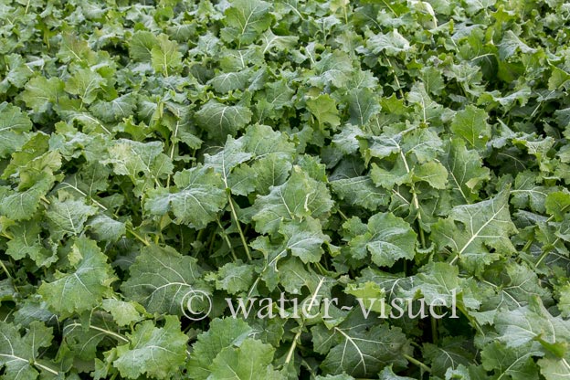 1172D467