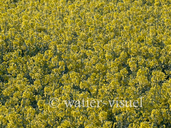 1195D576