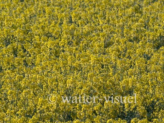 1195D577