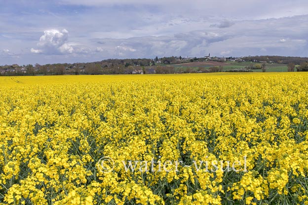 1246D233