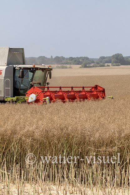 1191D595