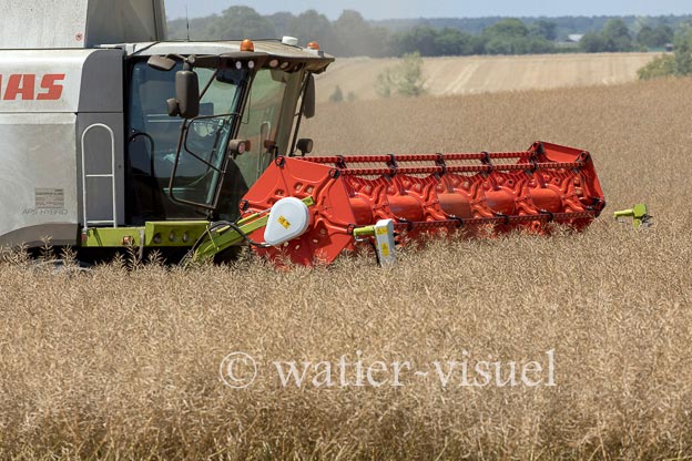1191D596