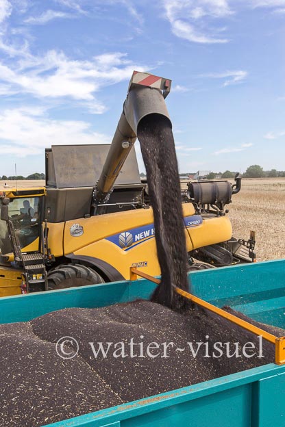 1192D184