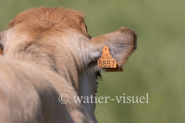 1253D265