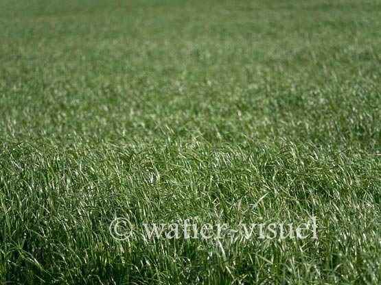 1182D007