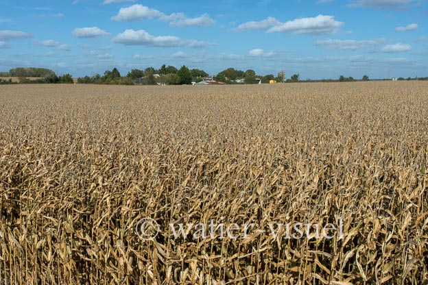 1211D181