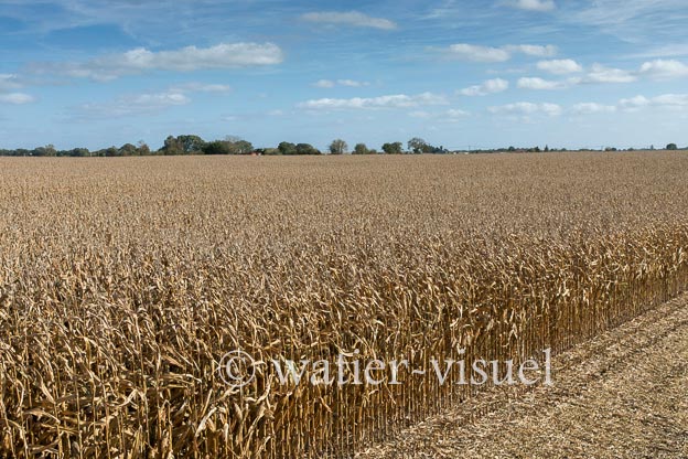 1211D184