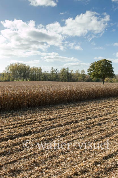 1211D205