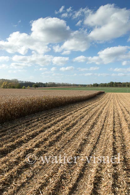 1211D206